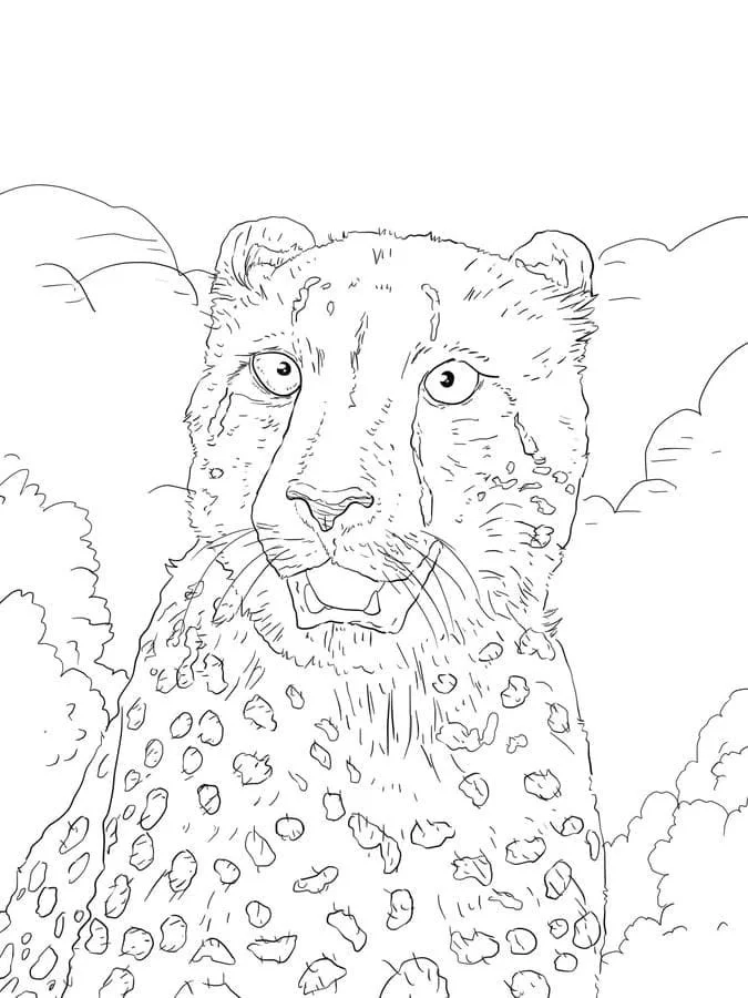 Leopard Coloring Pages 56