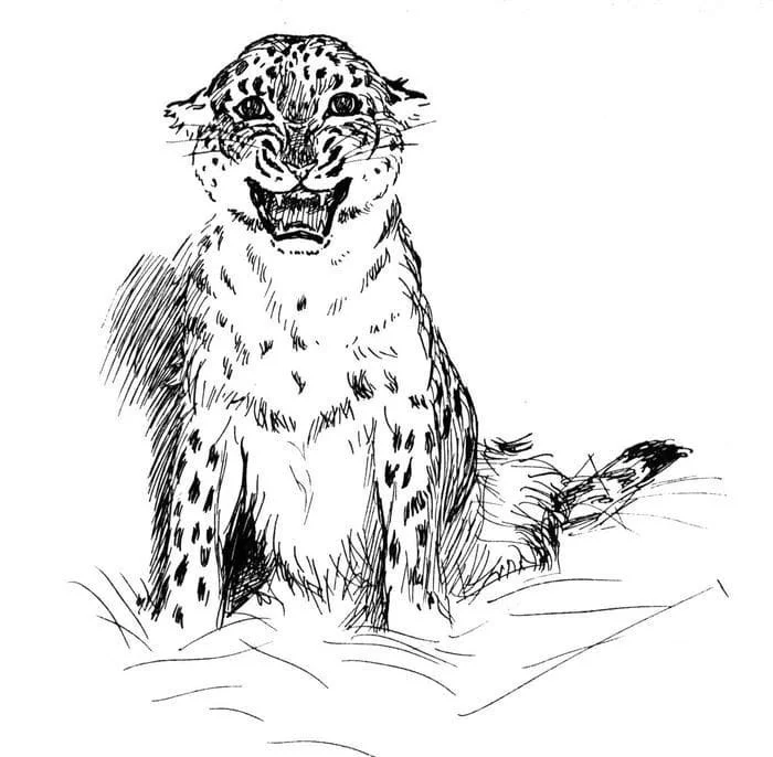 Desenhos de Leopardos Para Colorir 7