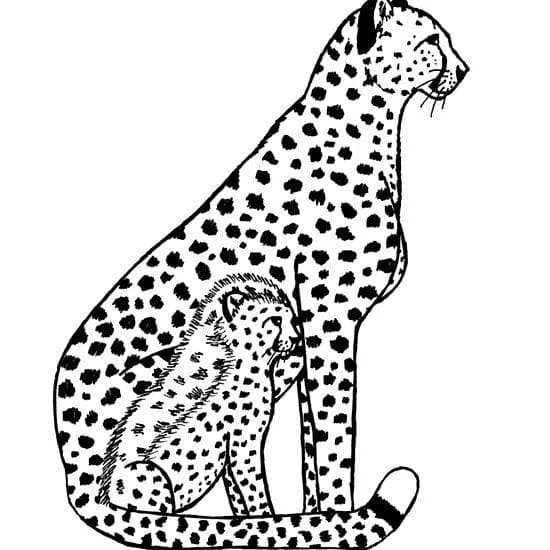Desenhos de Leopardos Para Colorir 9