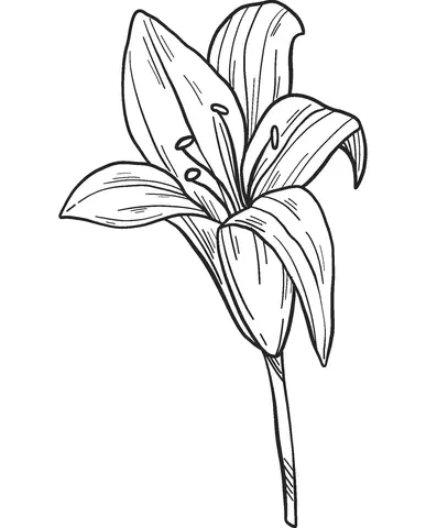 Lilies Coloring Pages 12