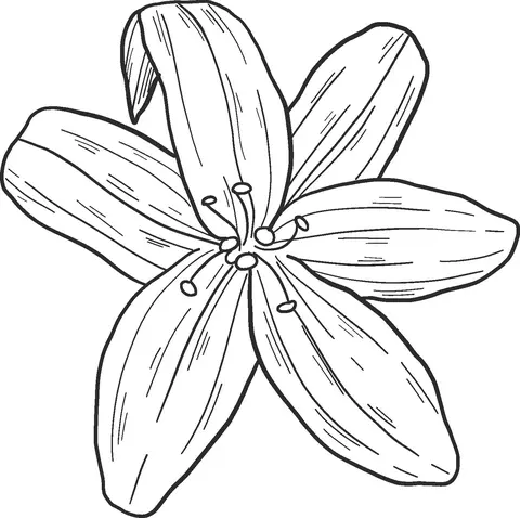 Lilies Coloring Pages 40