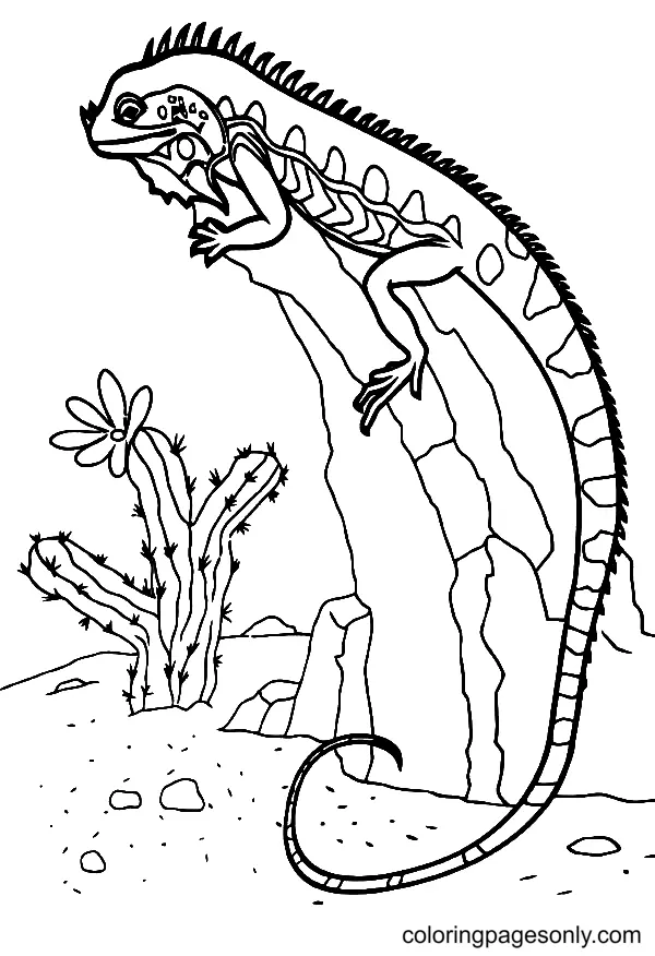 Desenhos de Lagarto Para Colorir 51