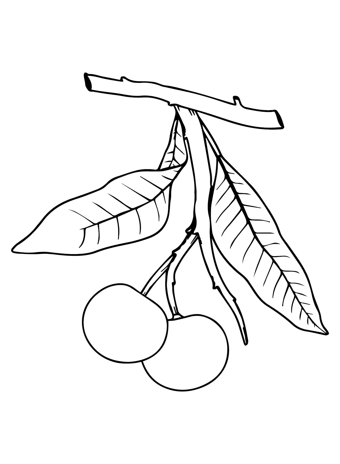 Longan Ausmalbilder 11