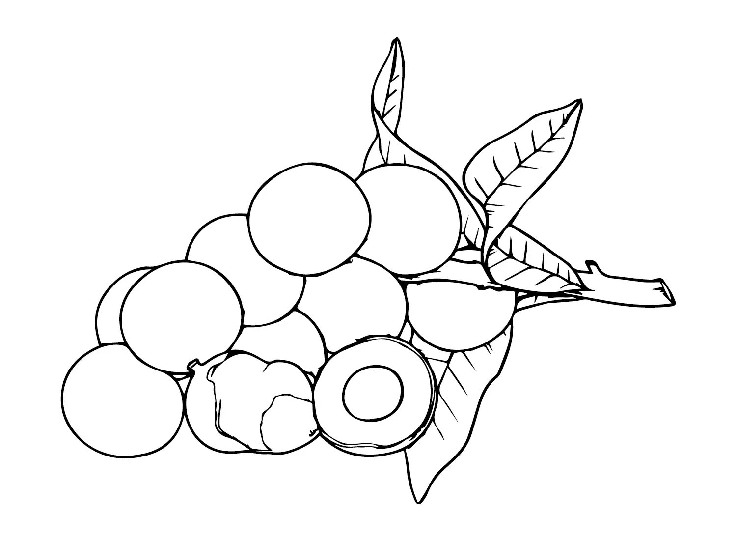 Longan Ausmalbilder 13