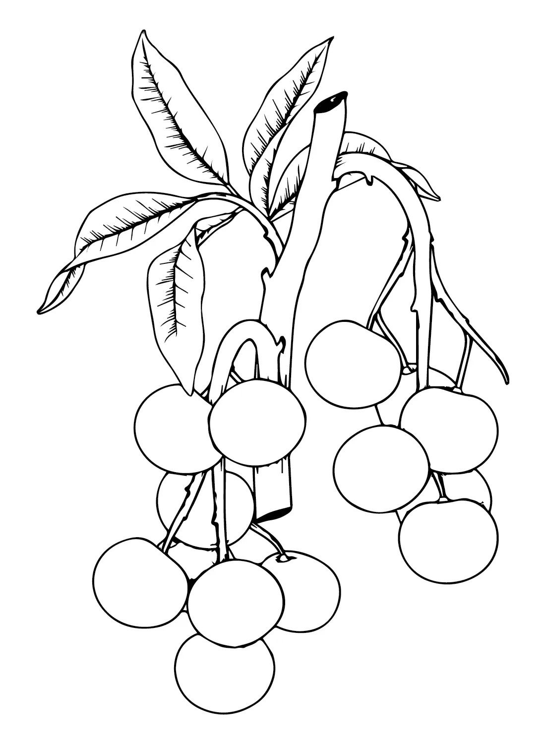 Longan Ausmalbilder 6