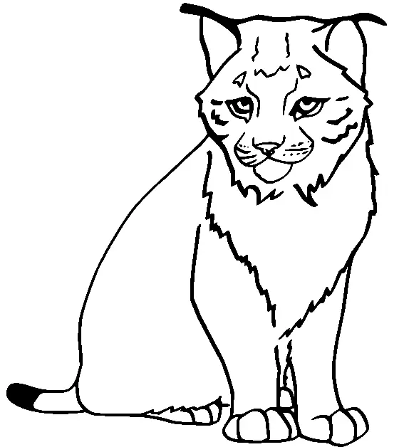 Luchs Ausmalbilder 1