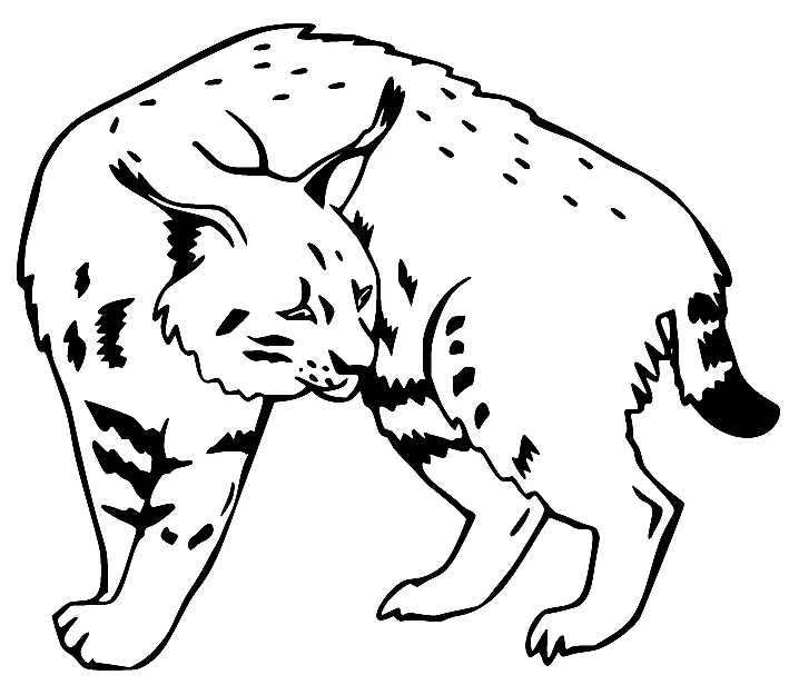 Luchs Ausmalbilder 24