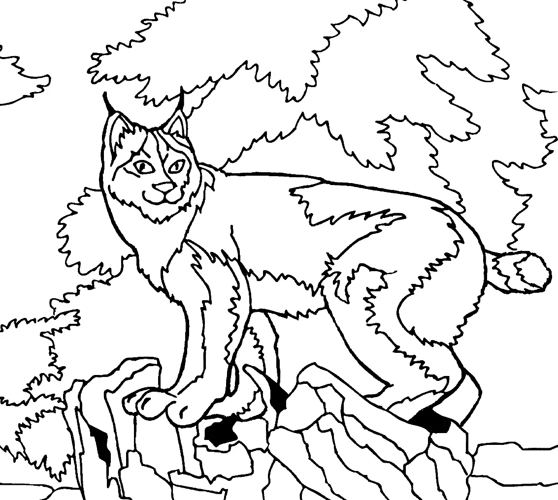 Luchs Ausmalbilder 32