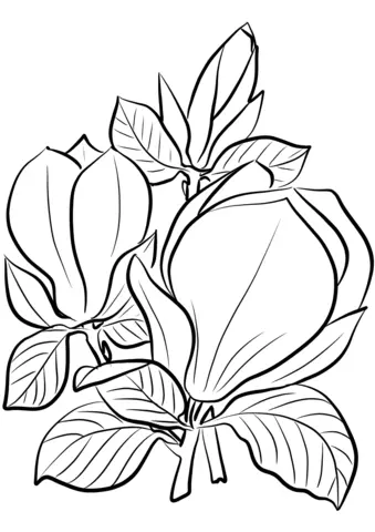 Magnolia Coloring Pages 17