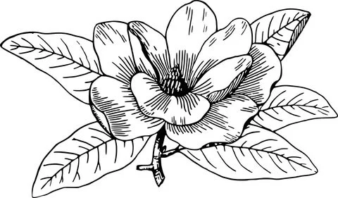 Magnolia Coloring Pages 6