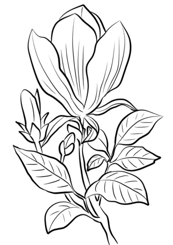 Magnolia Coloring Pages 9