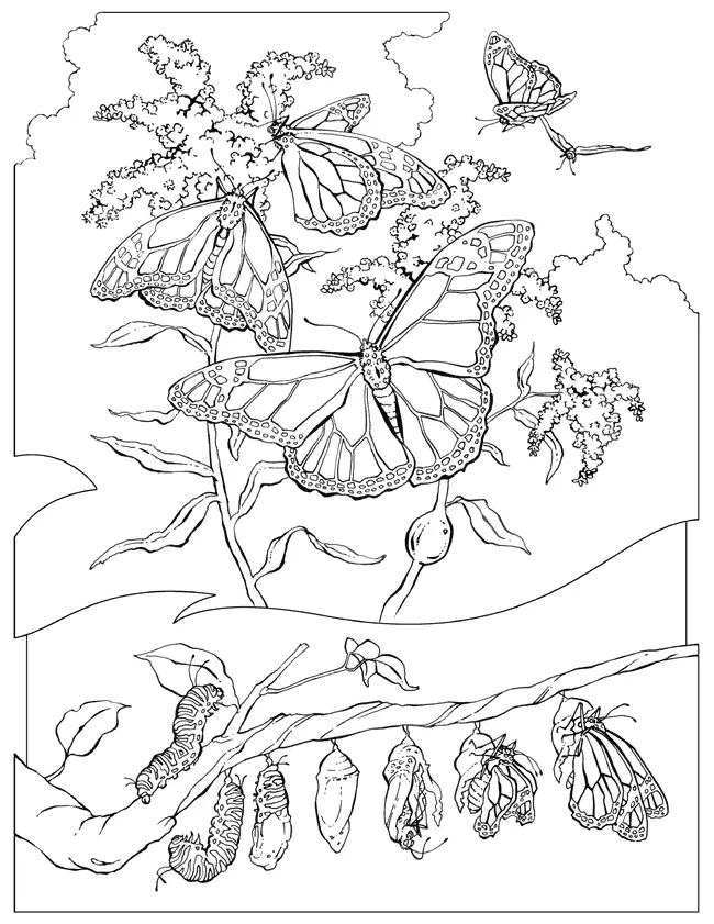 Migracao Para Colorir 8
