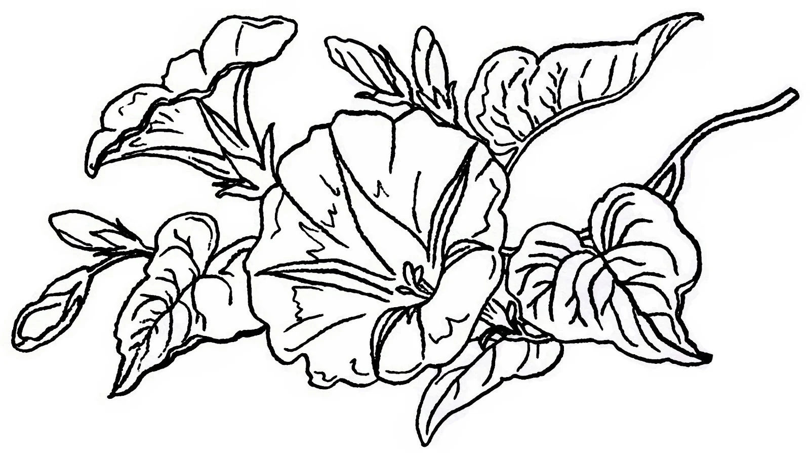 Desenhos de Gloria-Da-Manha Para Colorir 18