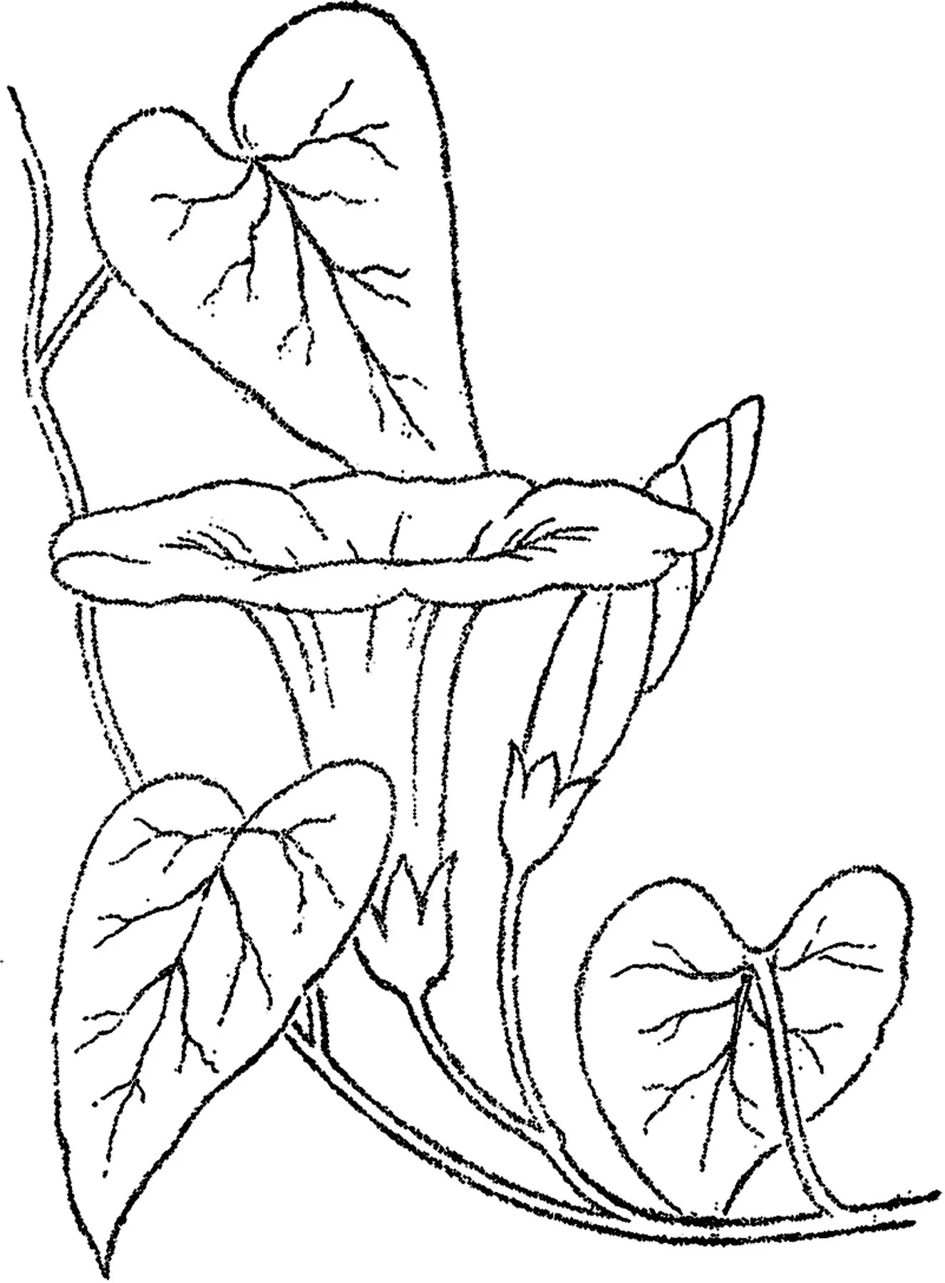 Desenhos de Gloria-Da-Manha Para Colorir 19