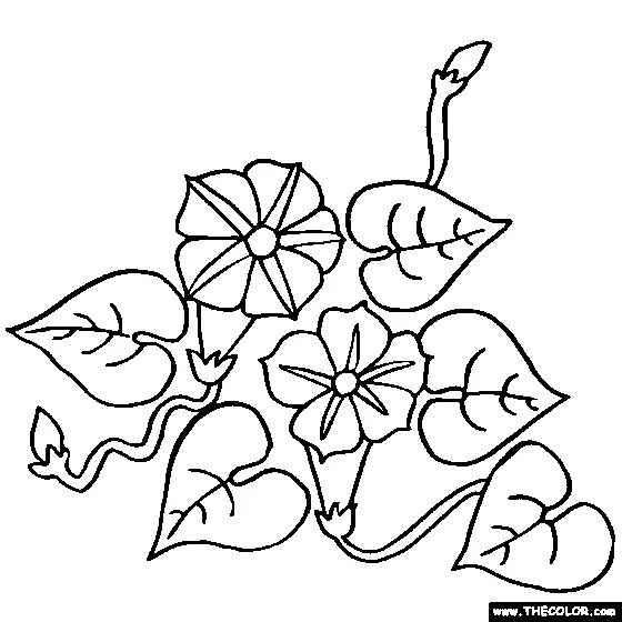 Desenhos de Gloria-Da-Manha Para Colorir 2