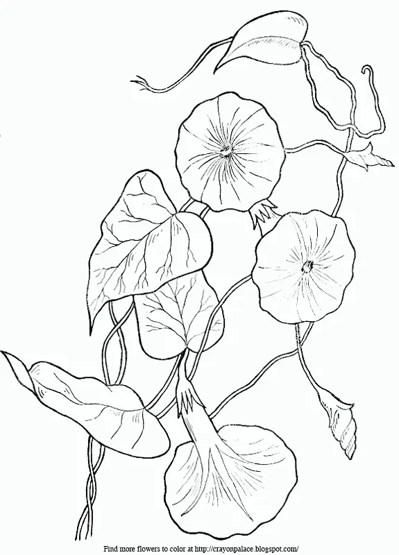 Desenhos de Gloria-Da-Manha Para Colorir 3