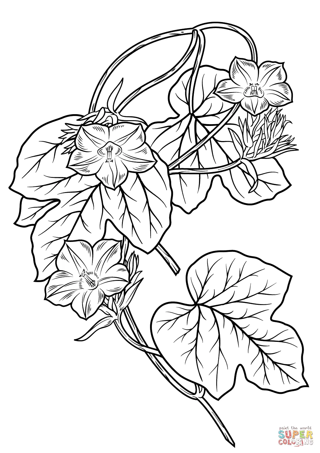 Desenhos de Gloria-Da-Manha Para Colorir 5