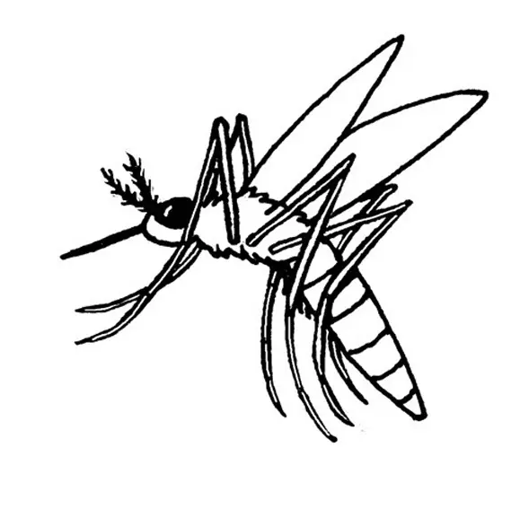 Mosquito Coloring Pages 21