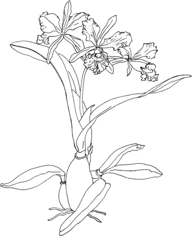 Orchid Coloring Pages 14
