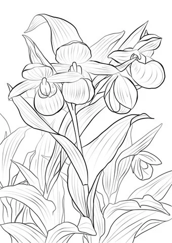 Orchid Coloring Pages 21