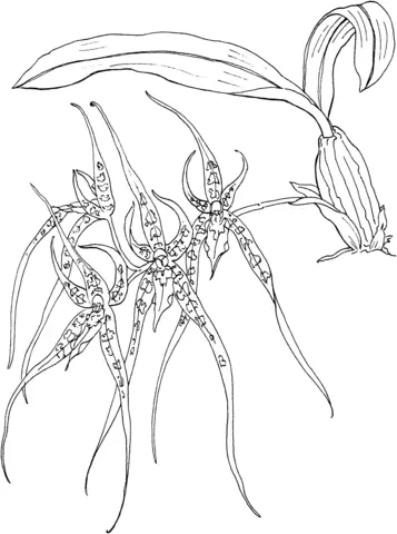 Orchid Coloring Pages 25