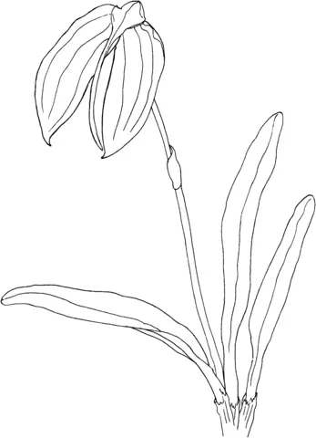 Orchid Coloring Pages 27