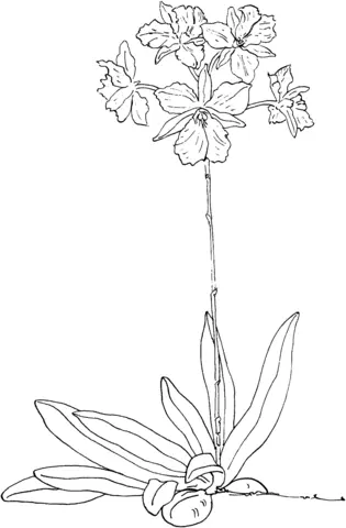 Orchid Coloring Pages 29