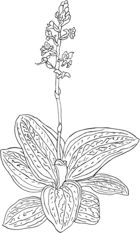 Orchid Coloring Pages 31
