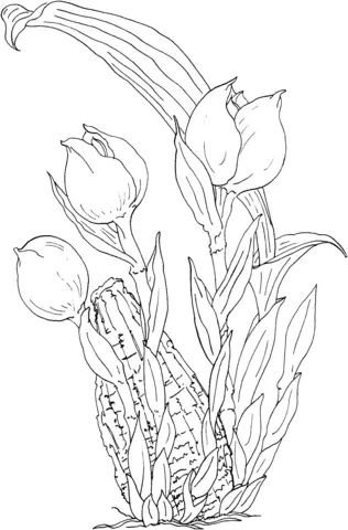 Orchid Coloring Pages 34