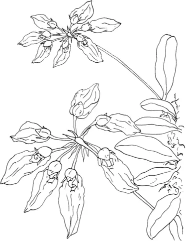 Orchid Coloring Pages 35