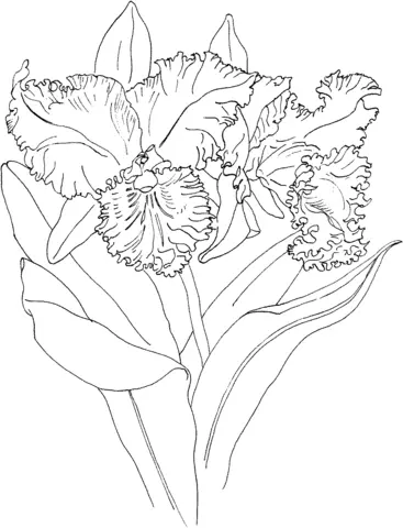 Orchid Coloring Pages 37