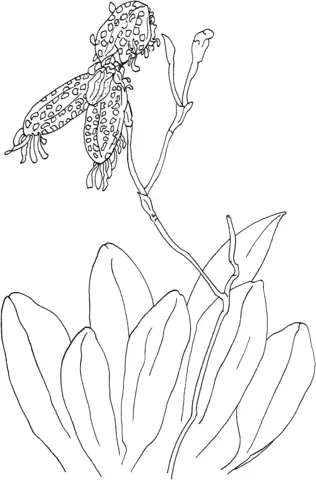 Orchid Coloring Pages 52