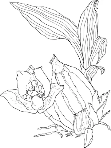 Orchid Coloring Pages 54