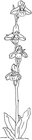 Orchid Coloring Pages 55