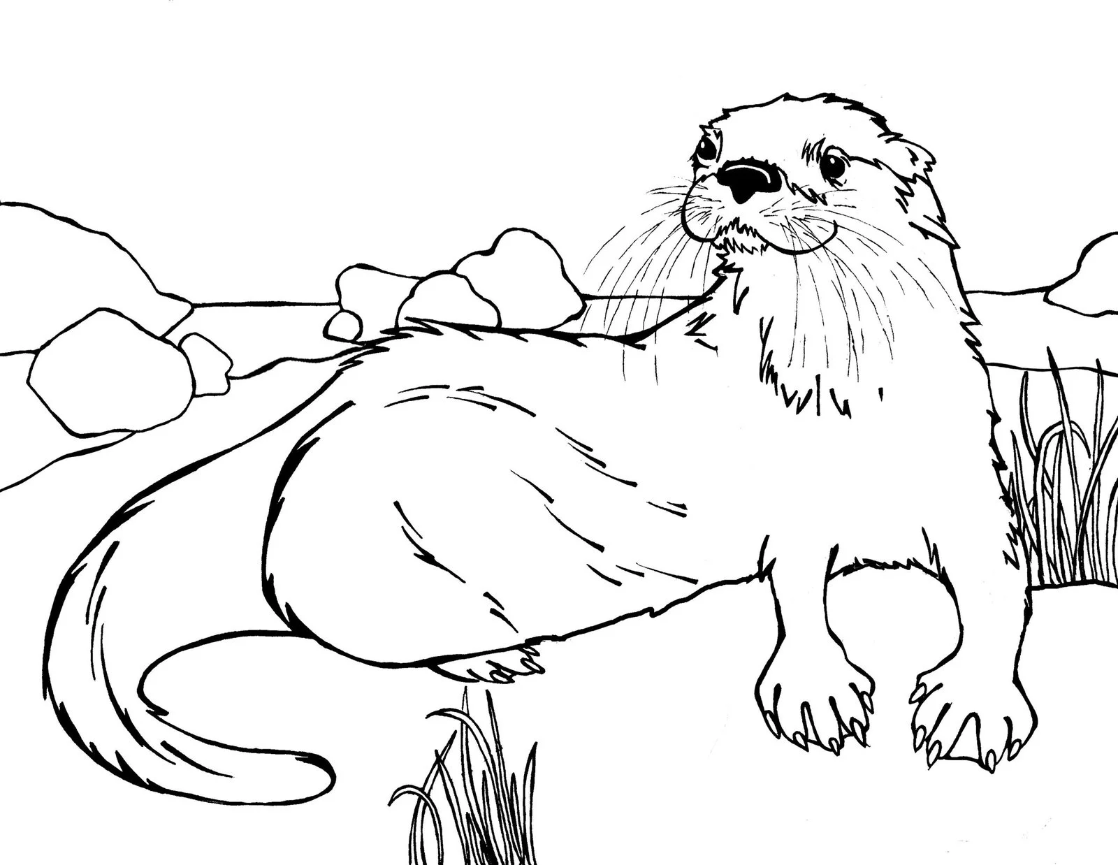 Otter Coloring Pages 11