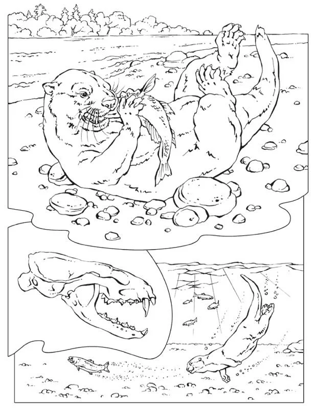 Otter Coloring Pages 148