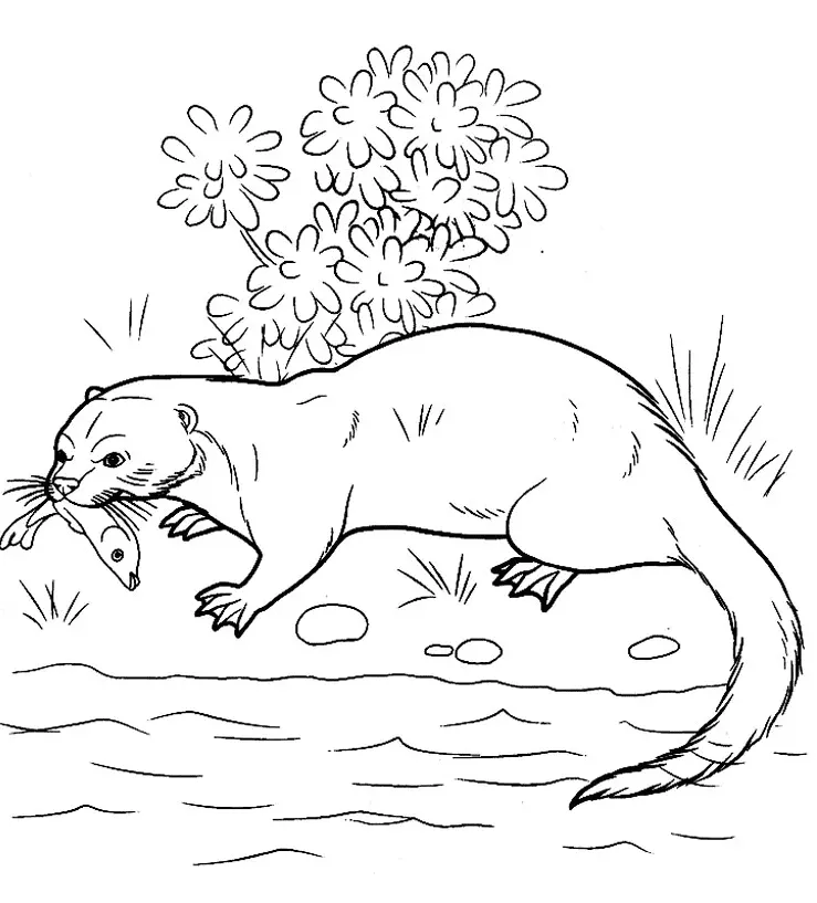 Otter Coloring Pages 19
