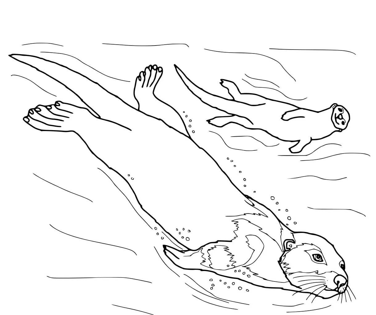 Desenhos de Lontras Para Colorir 34