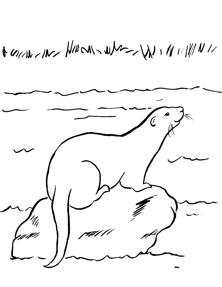 Desenhos de Lontras Para Colorir 36