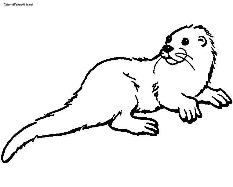 Desenhos de Lontras Para Colorir 54