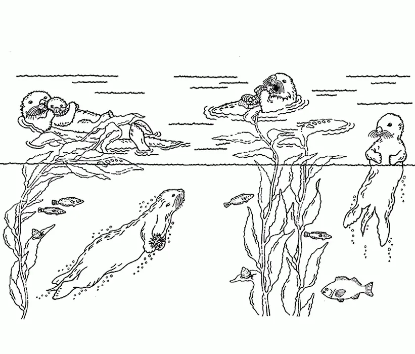 Otter Ausmalbilder 82