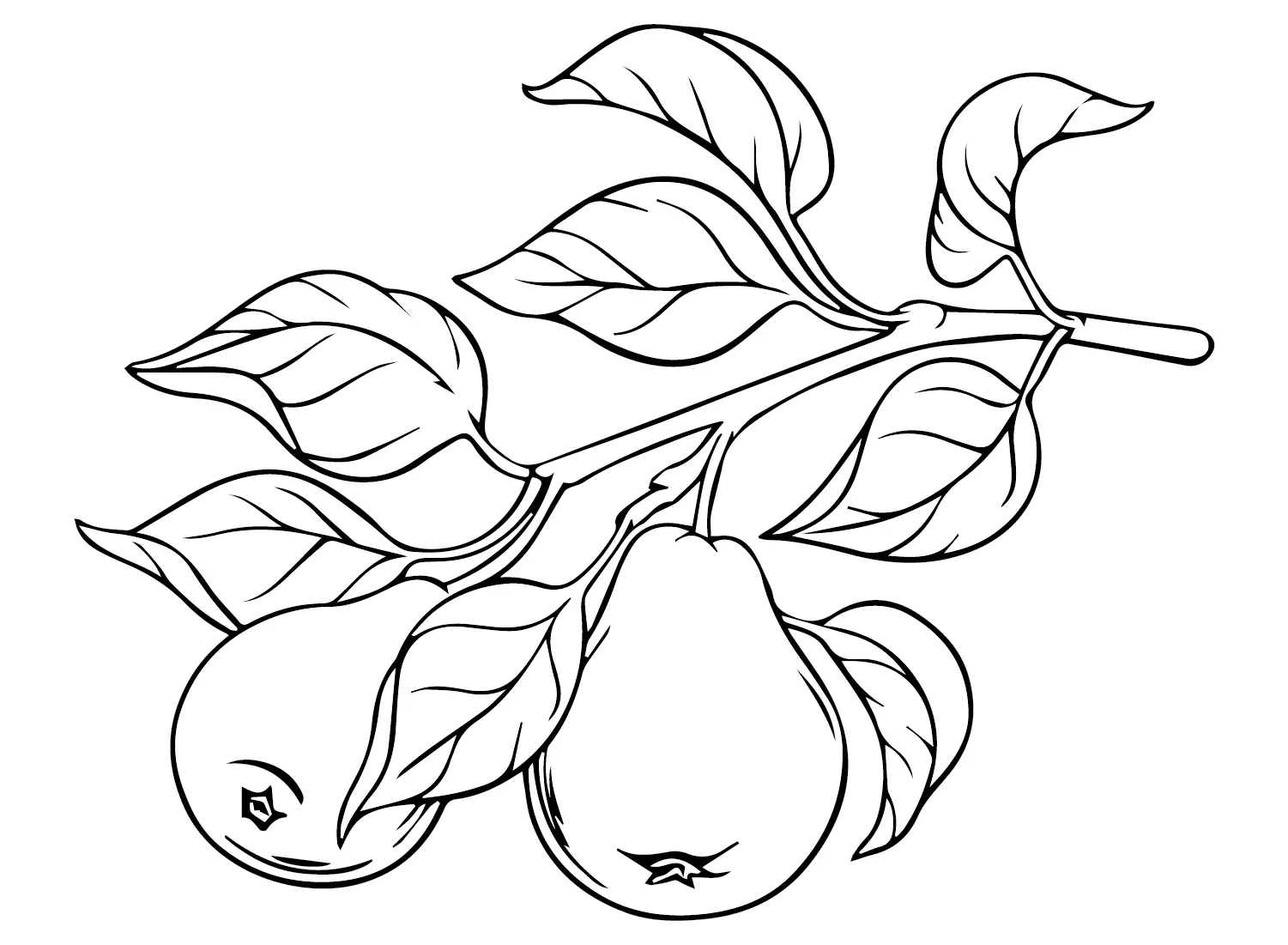 Pears Coloring Pages 13