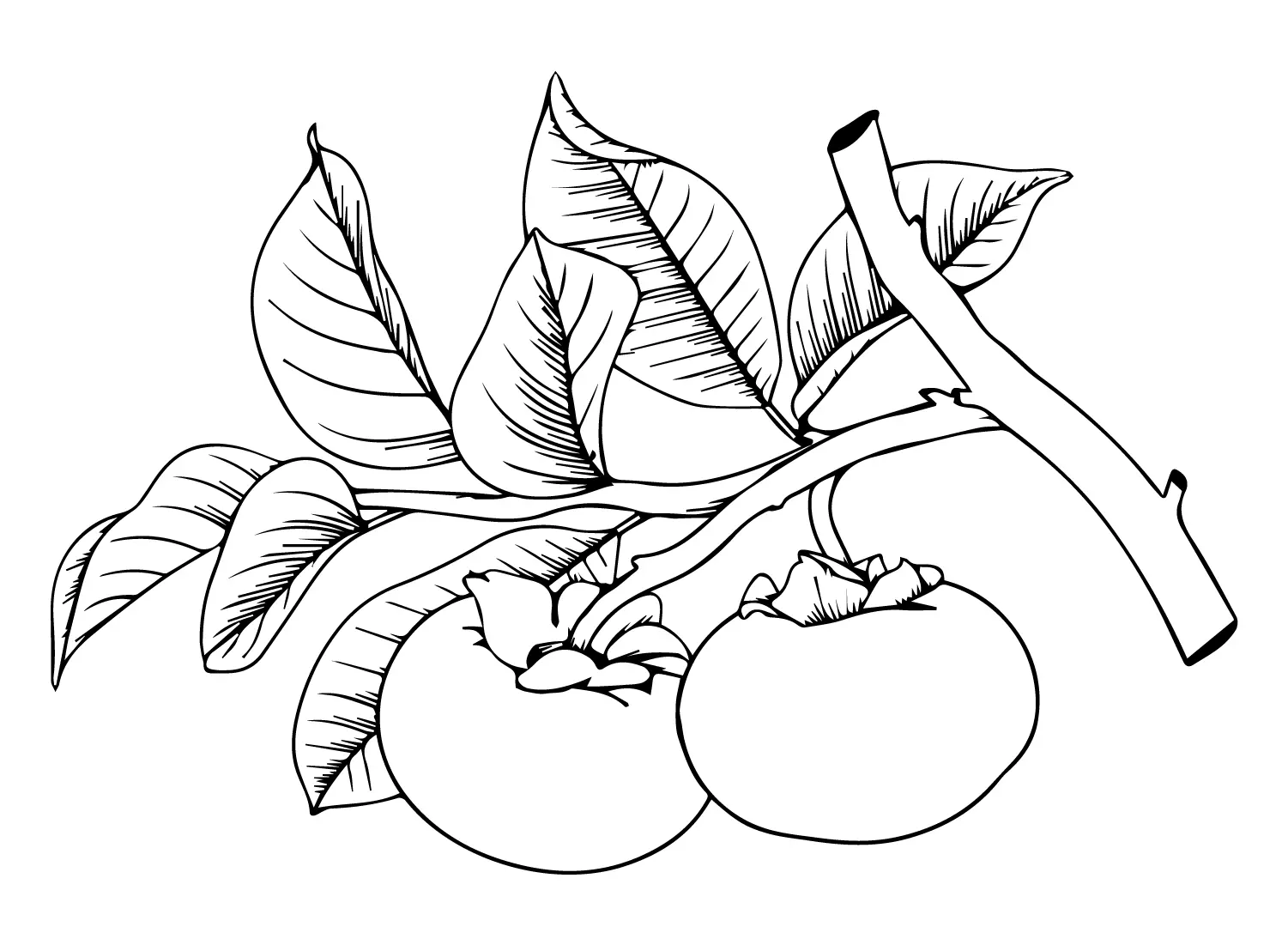 Persimmon Coloring Pages 19