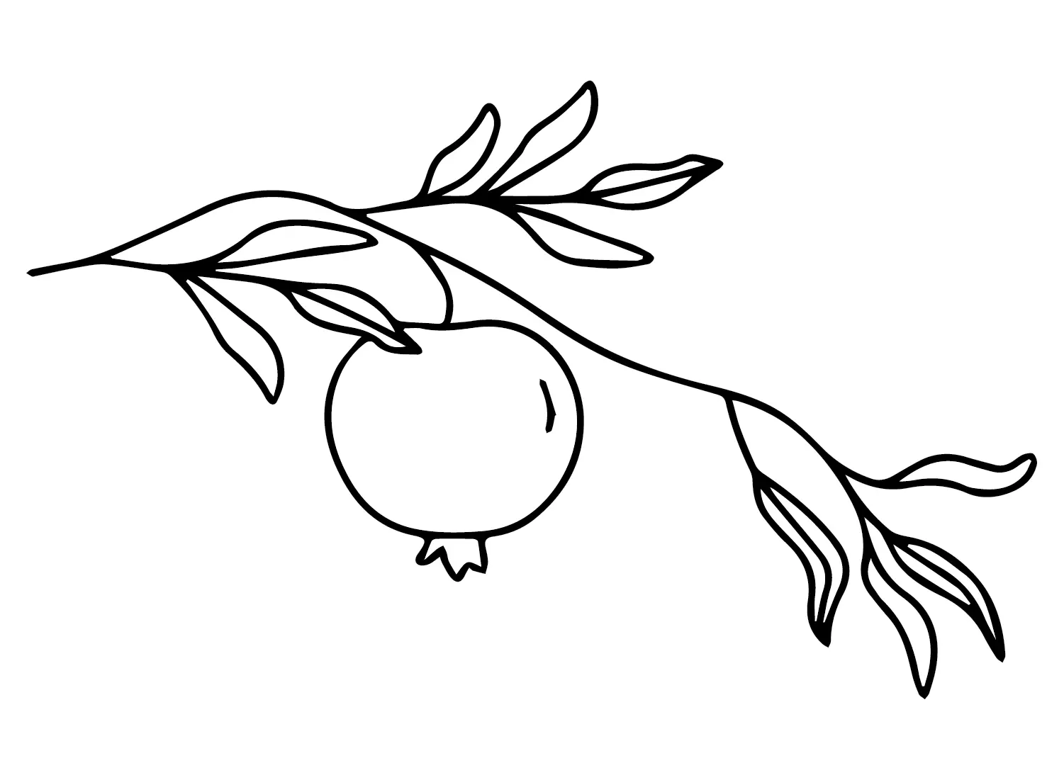 Pomegranate Coloring Pages 25