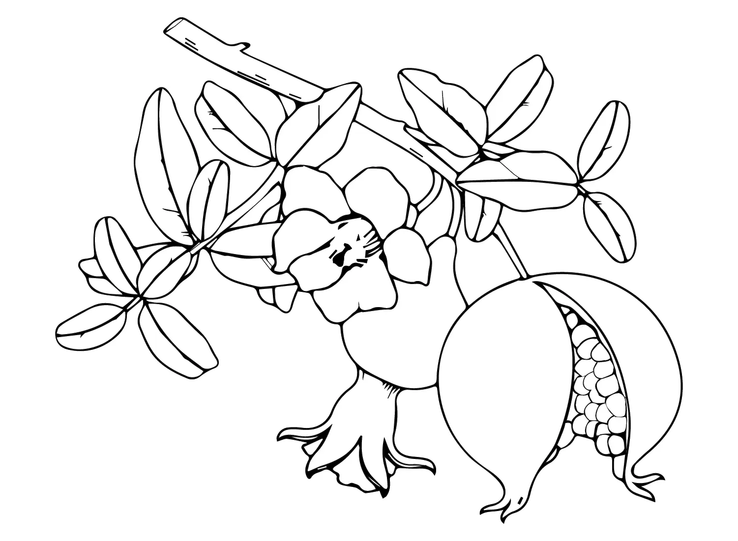 Pomegranate Coloring Pages 28