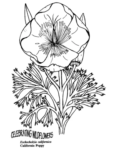 Ausmalbilder von Mohnblumen 19