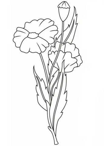 Ausmalbilder von Mohnblumen 24