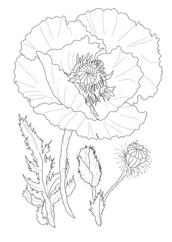 Ausmalbilder von Mohnblumen 29