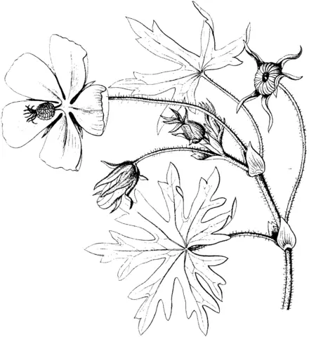 Ausmalbilder von Mohnblumen 4