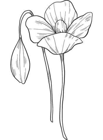 Ausmalbilder von Mohnblumen 6